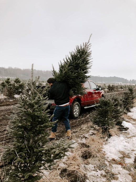 Top 6 Reasons to Buy a Fresh Christmas Tree This Year