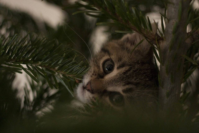 Cats and Christmas Trees: How to stay calm and keep them both