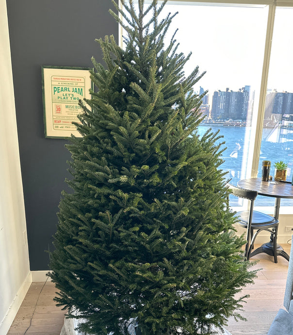 How To Keep Christmas Tree Fresh: 2025–2026 Guide