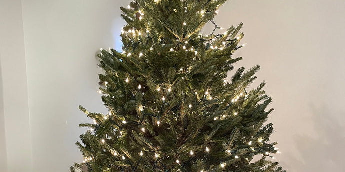 Small Christmas Tree for Apartment NYC: Compare Varieties, Sizes & Freshness