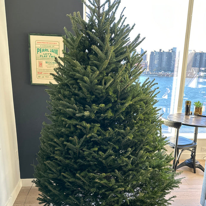 Brooklyn Brownstone Christmas Tree: Neighborhood Buying & Delivery Guide