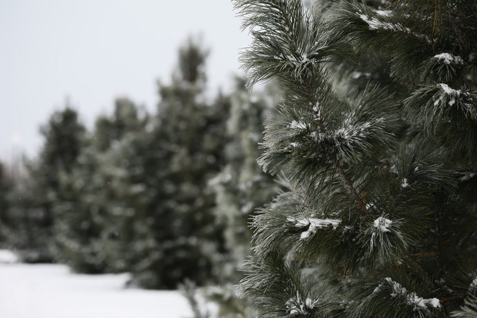 Sustainable Christmas Tree Brooklyn: How We Support the Community