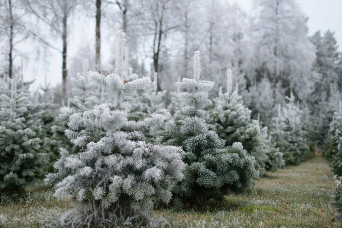 Fresh Christmas Trees Near Me: Complete Brooklyn Delivery Guide 2025