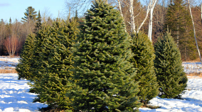 Christmas Trees Park Slope Brooklyn: Complete Brooklyn Delivery Guide 2025