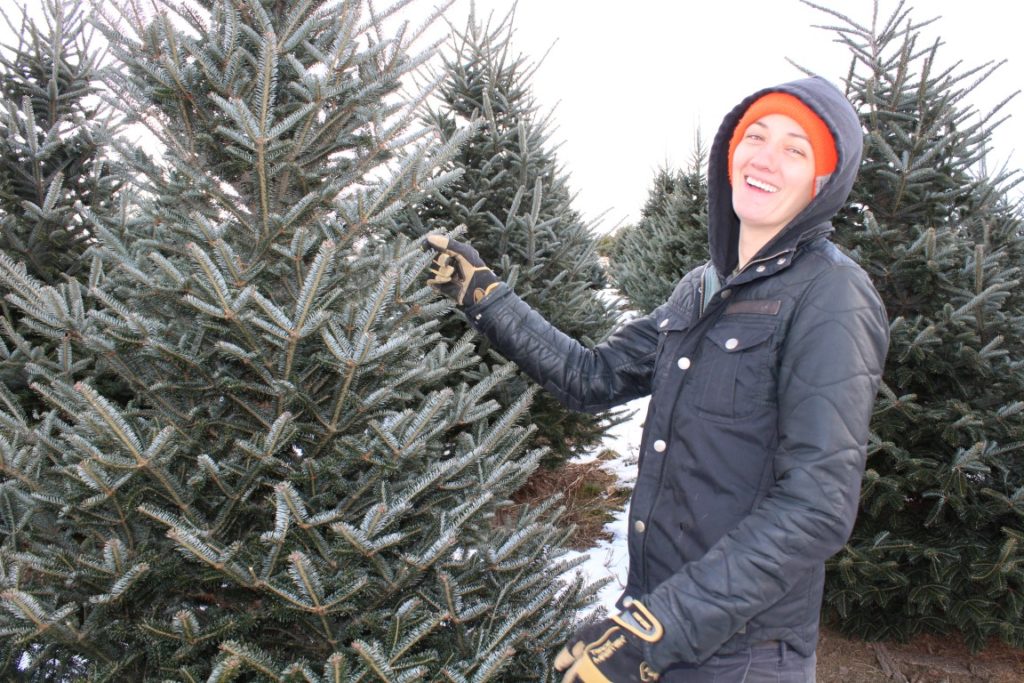 christmas tree farm New York